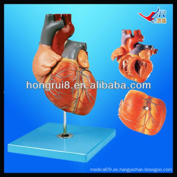 Modelo humano del corazón de la ISO, modelo de la anatomía del corazón, modelo del corazón de la anatomía